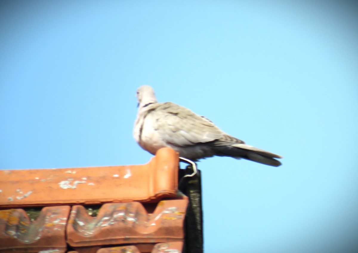 Eurasian Collared-Dove - ML617585183