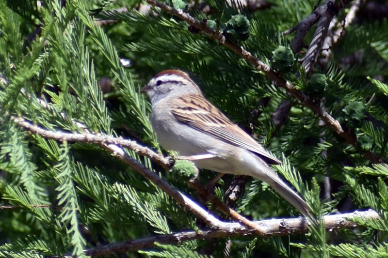 Chipping Sparrow - ML617585218