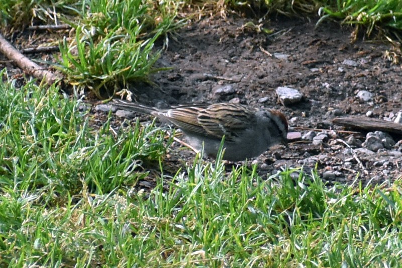 Chipping Sparrow - ML617585219