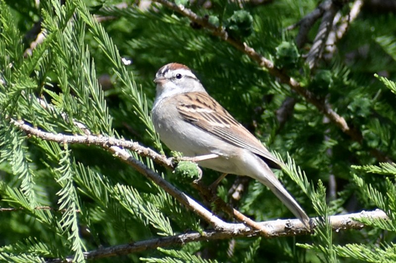 Chipping Sparrow - ML617585220