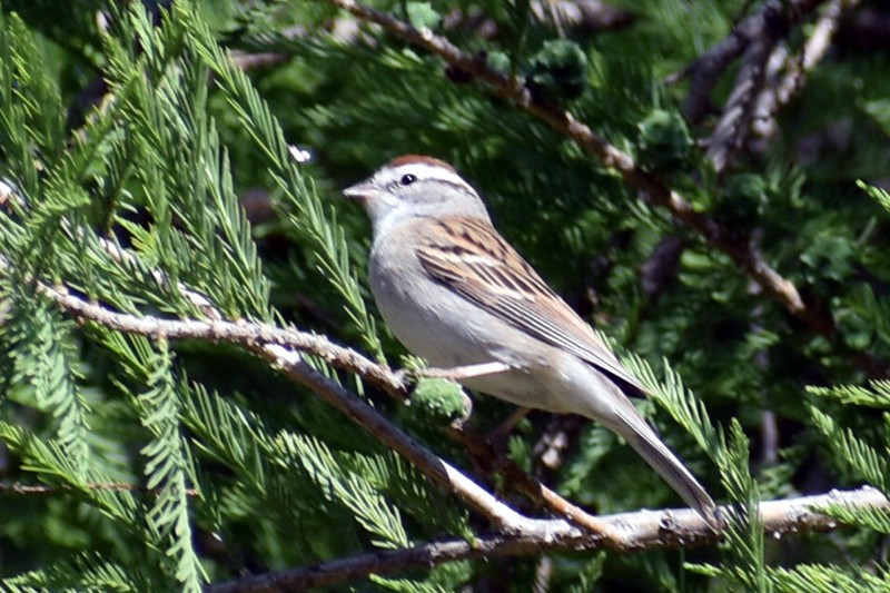 Chipping Sparrow - ML617585221