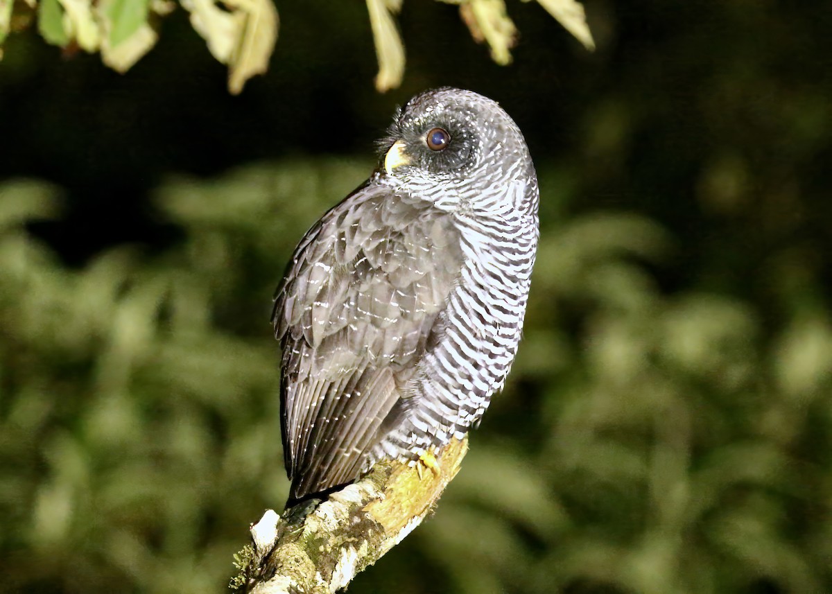 Black-banded Owl (San Isidro) - ML617585262