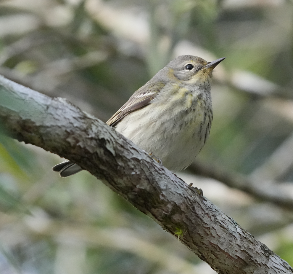 Cape May Warbler - ML617585319