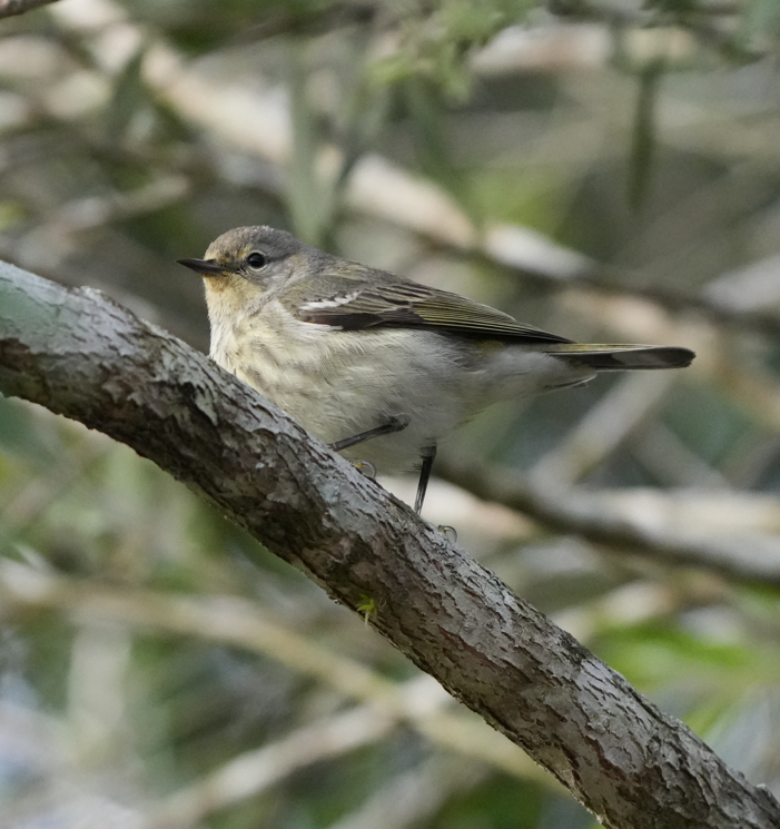 Cape May Warbler - ML617585339
