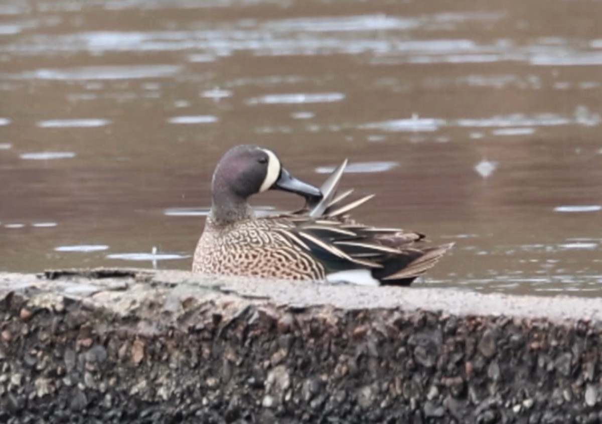Blue-winged Teal - ML617585369