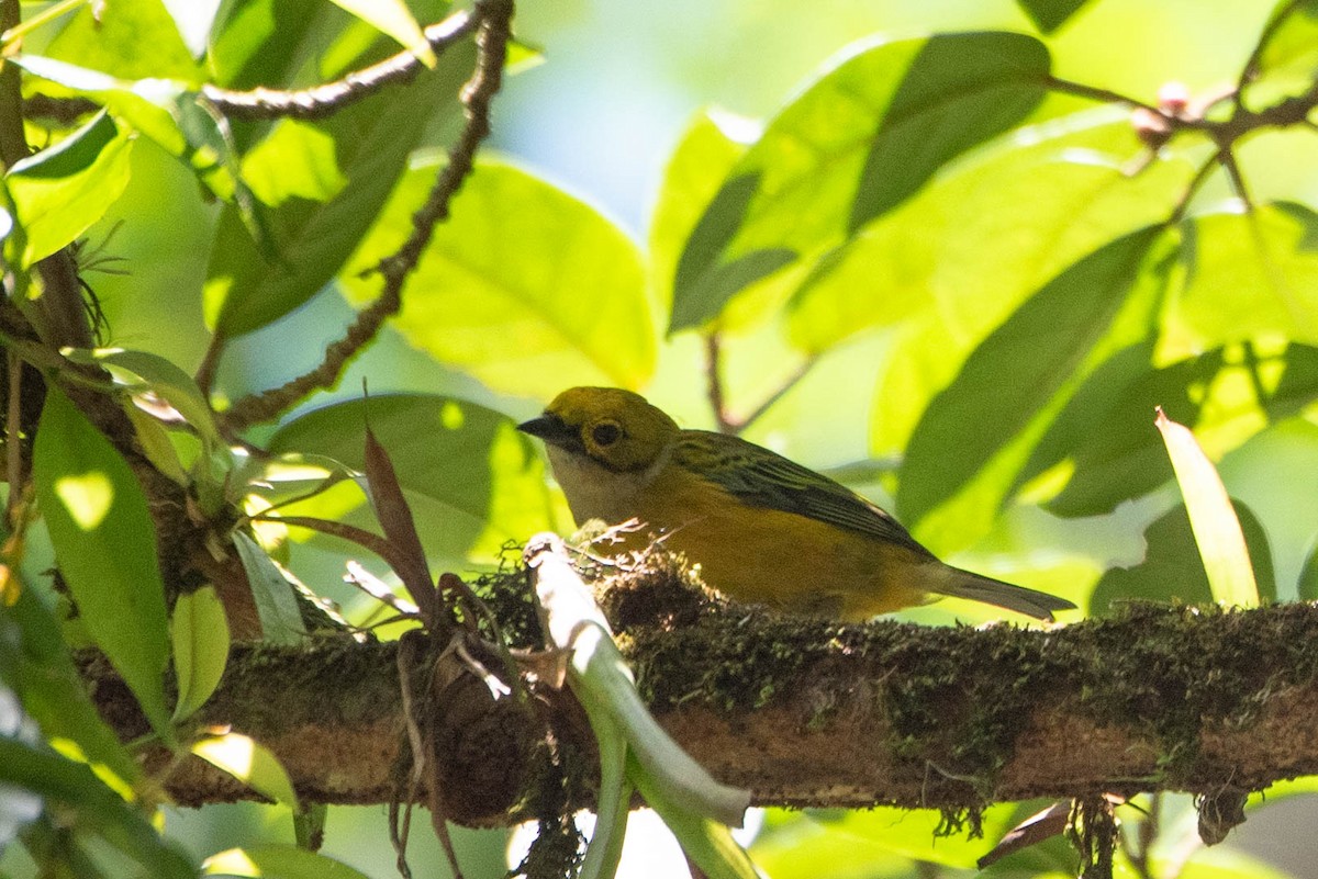 Silver-throated Tanager - ML617585424