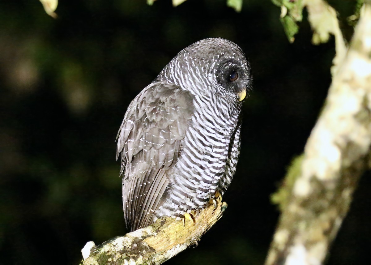 Black-banded Owl (San Isidro) - ML617585518