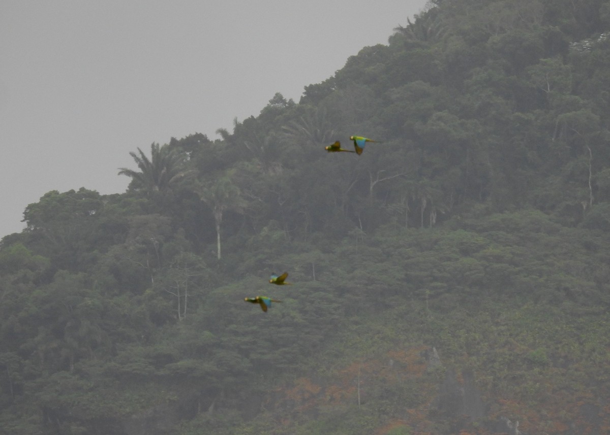 Blue-winged Macaw - ML617585529