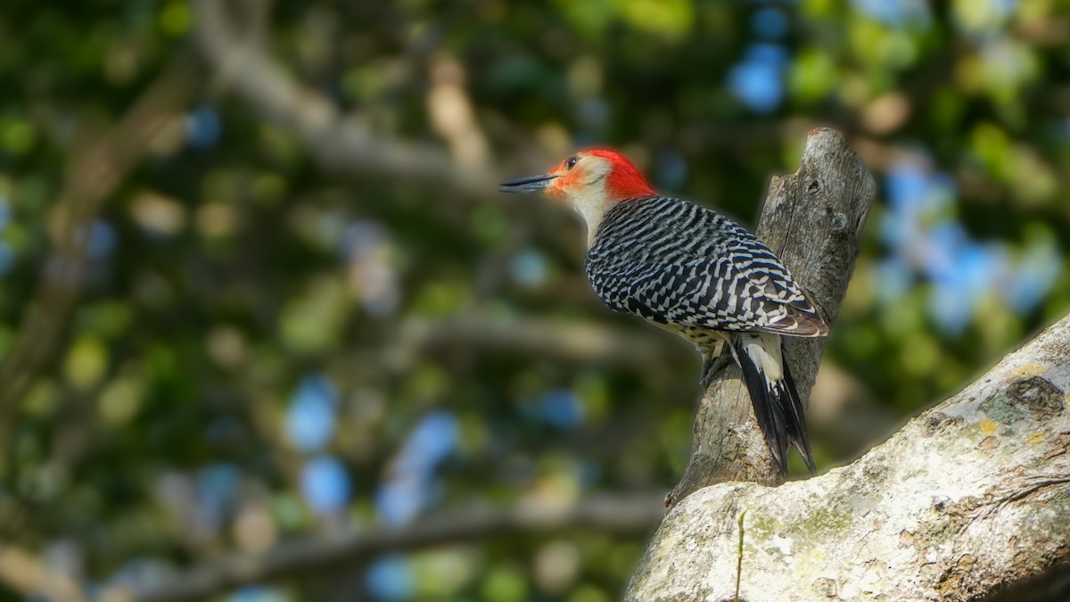 Red-bellied Woodpecker - ML617585539