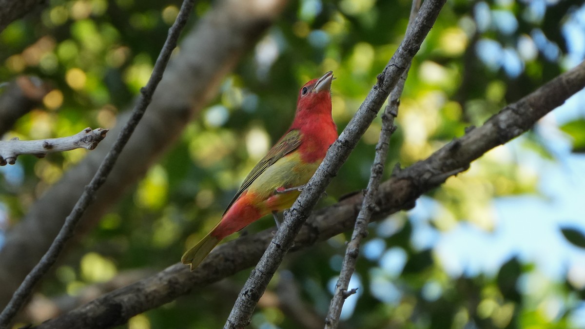 Summer Tanager - Tuly  Datena