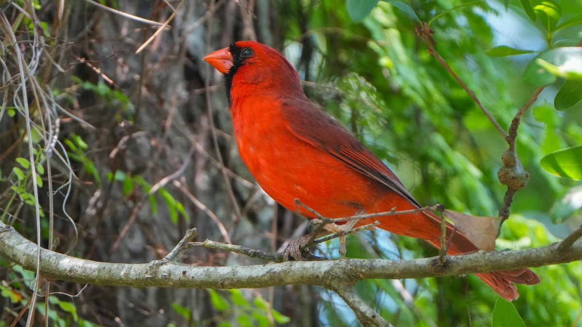 Cardinal rouge - ML617585587