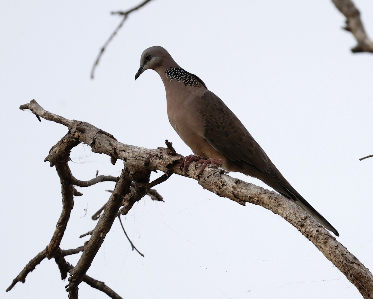 Spotted Dove - ML617585590