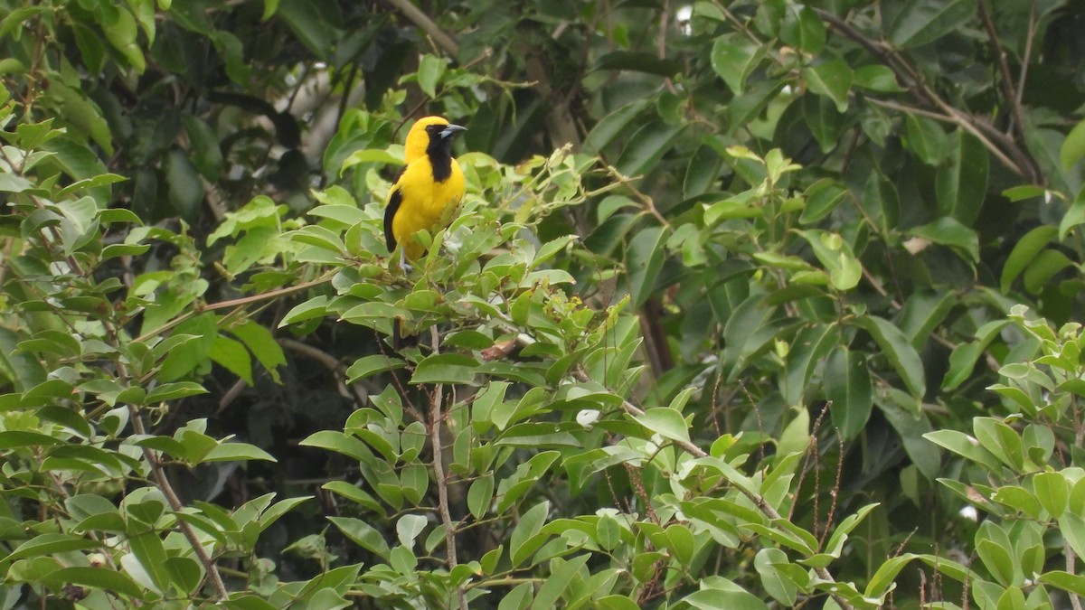 Yellow-tailed Oriole - ML617585724