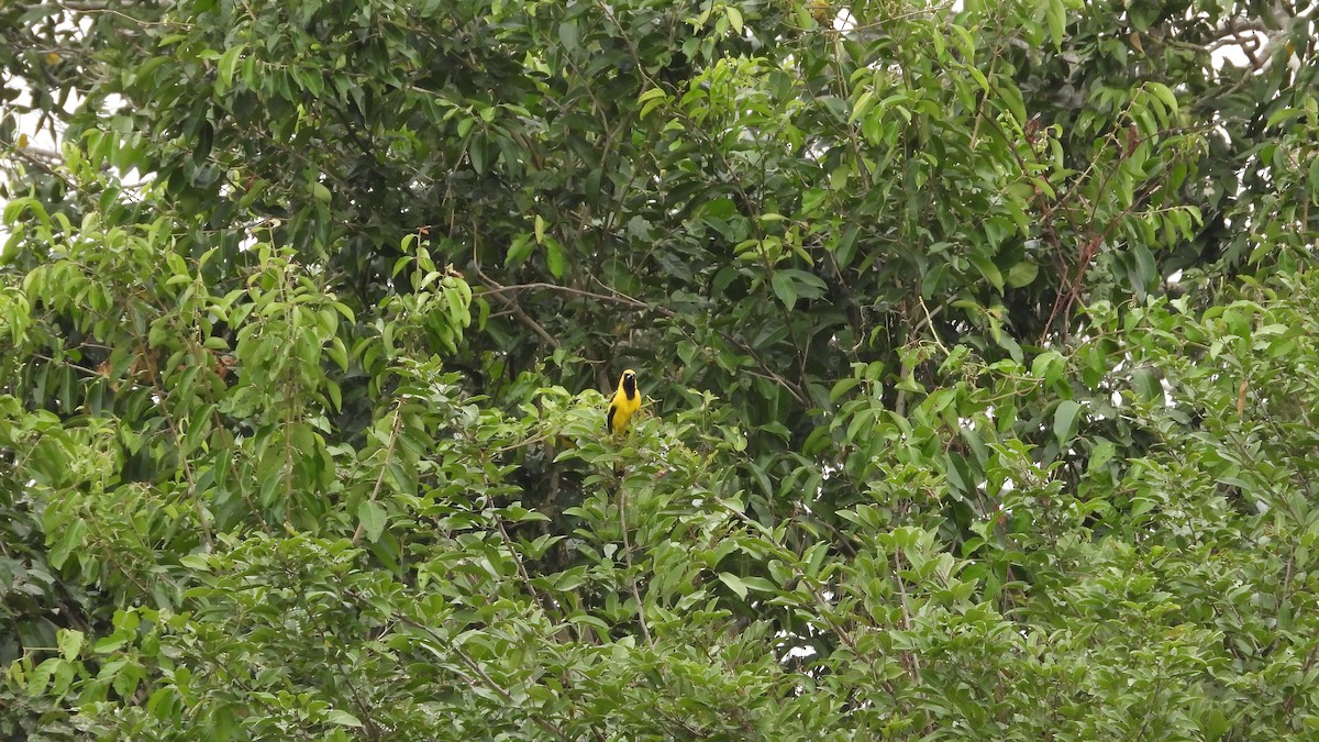 Yellow-tailed Oriole - ML617585727