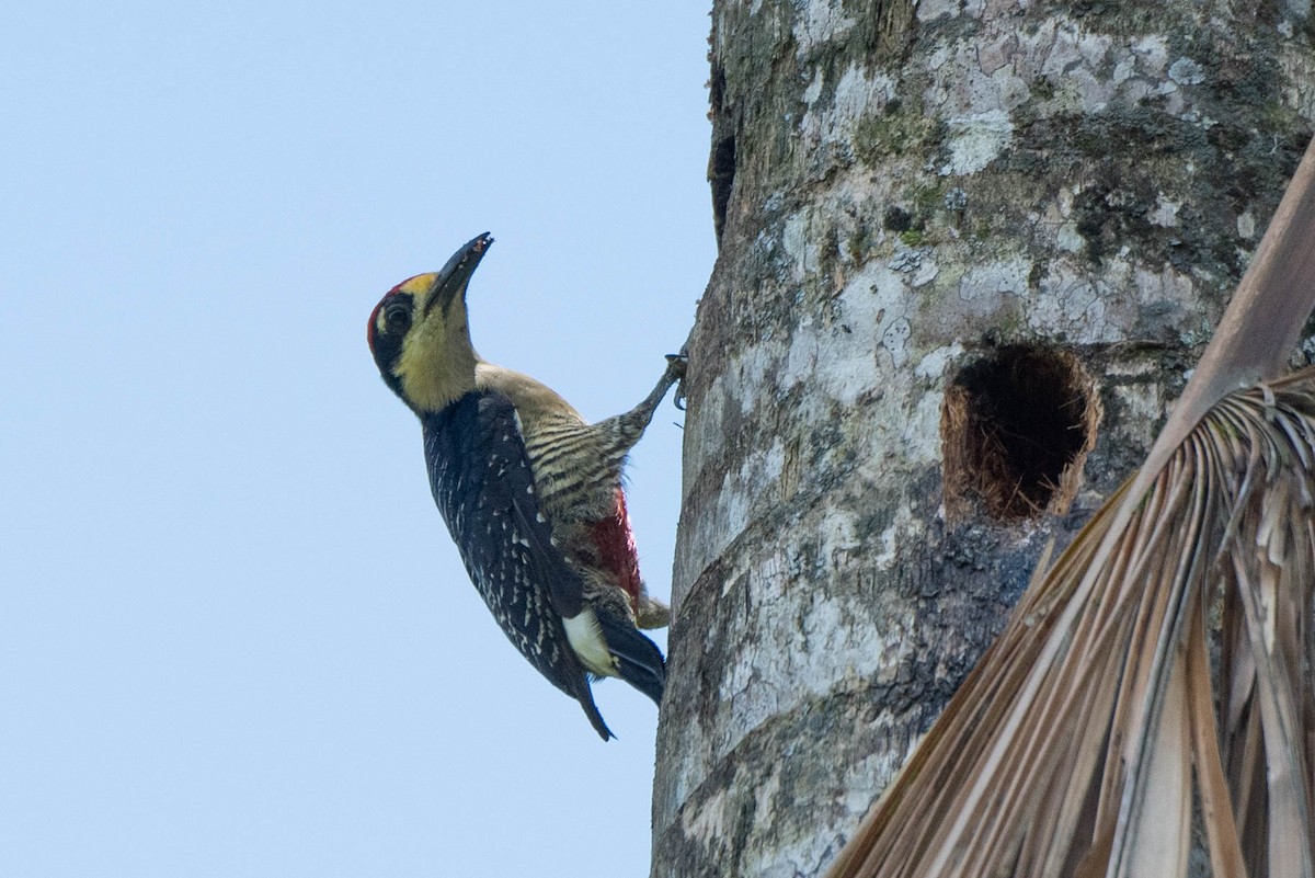Black-cheeked Woodpecker - ML617585741