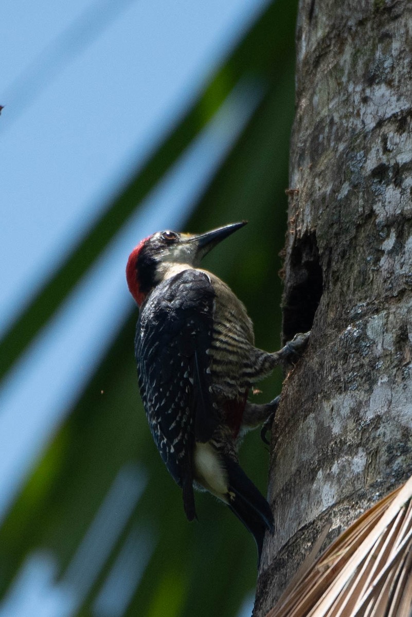 Black-cheeked Woodpecker - ML617585742