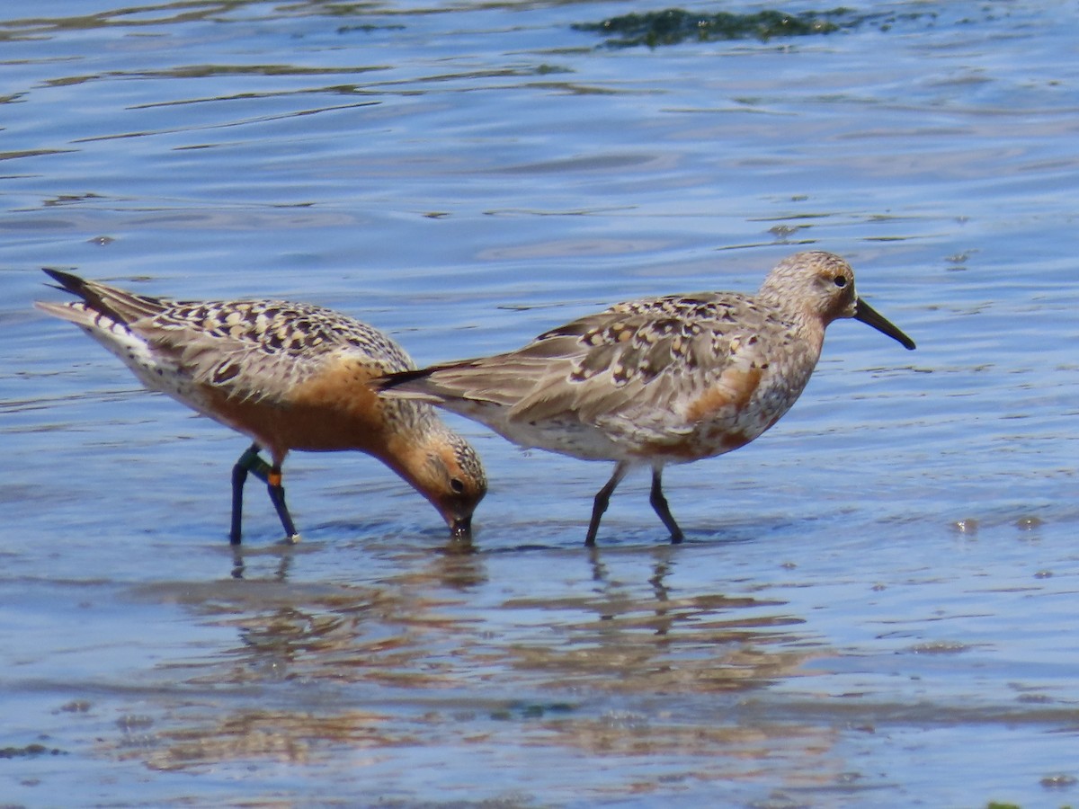 Red Knot - ML617585767