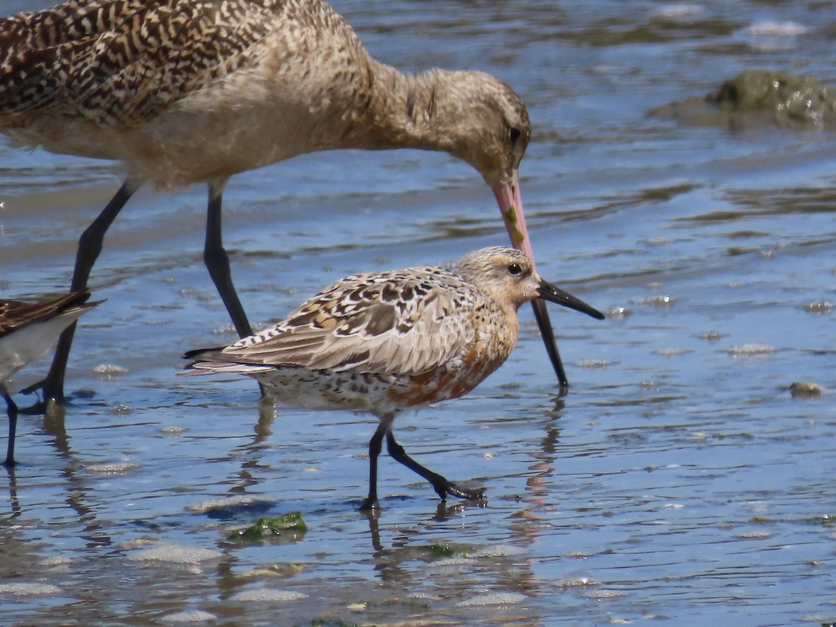 Red Knot - ML617585770