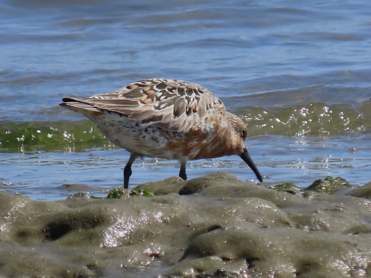 Red Knot - ML617585771