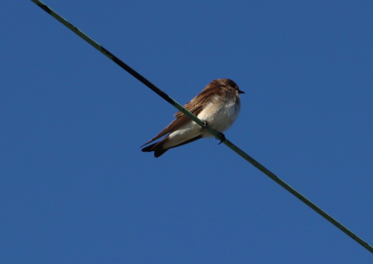 Northern Rough-winged Swallow - ML617585806