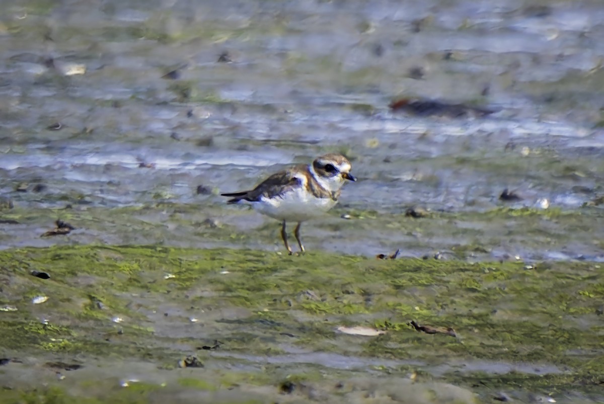 Semipalmated Plover - ML617585808