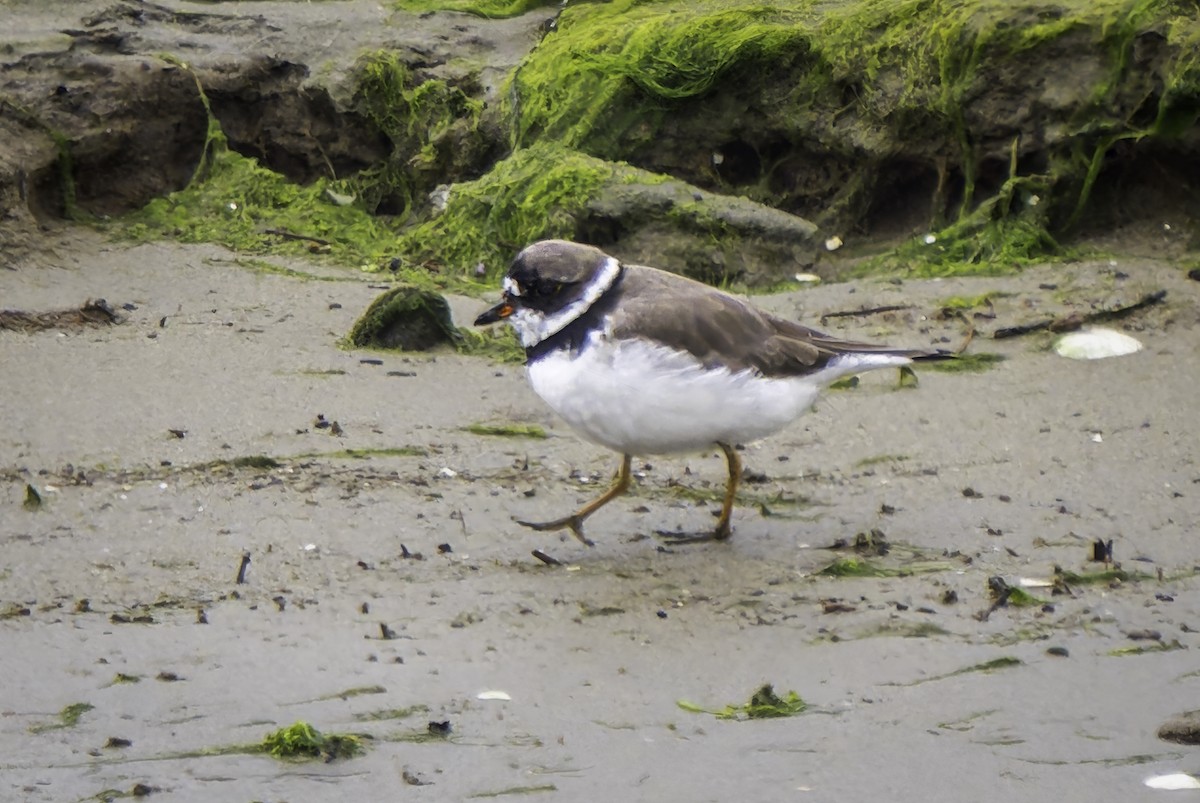 Semipalmated Plover - ML617585809