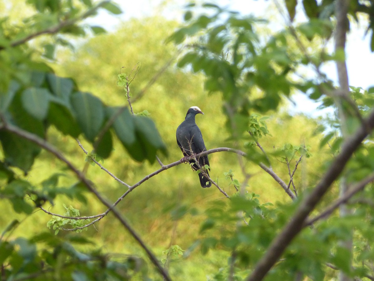 White-crowned Pigeon - ML617585889