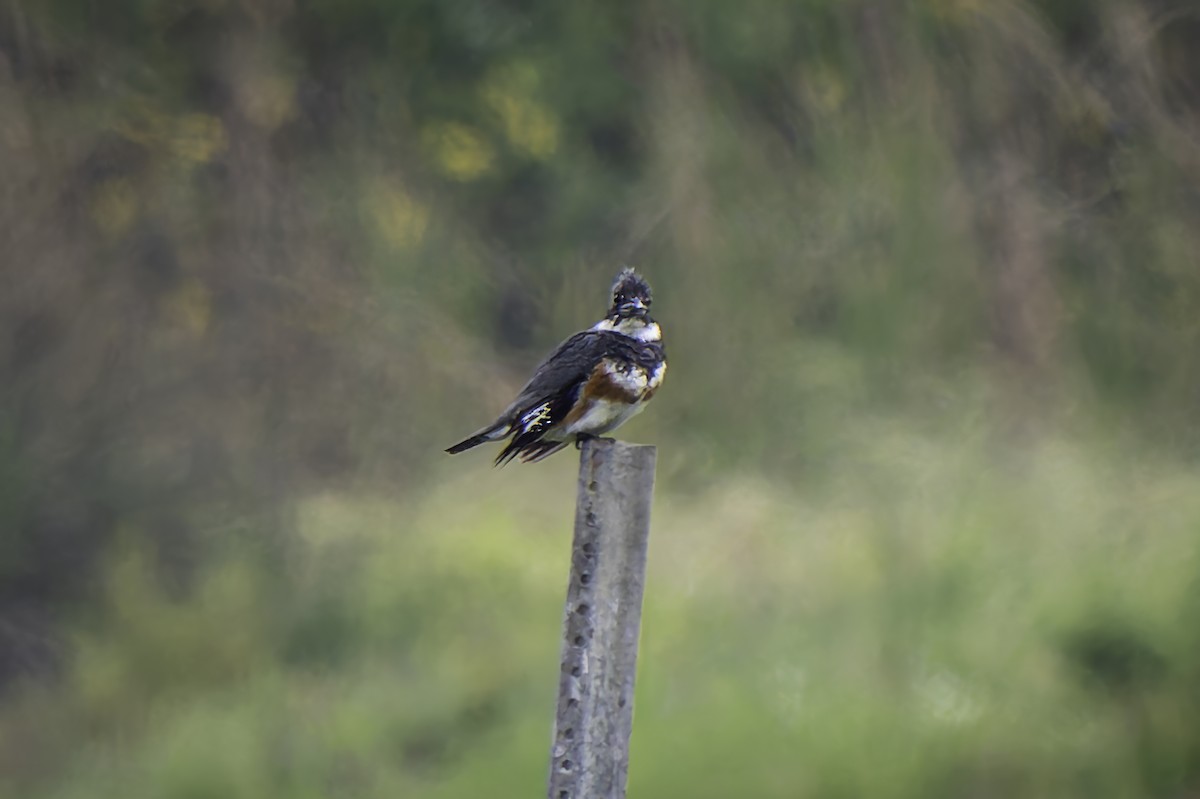 Belted Kingfisher - ML617585933