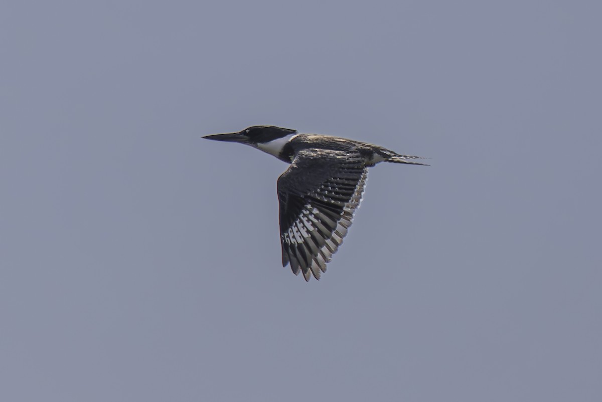 Belted Kingfisher - ML617585934