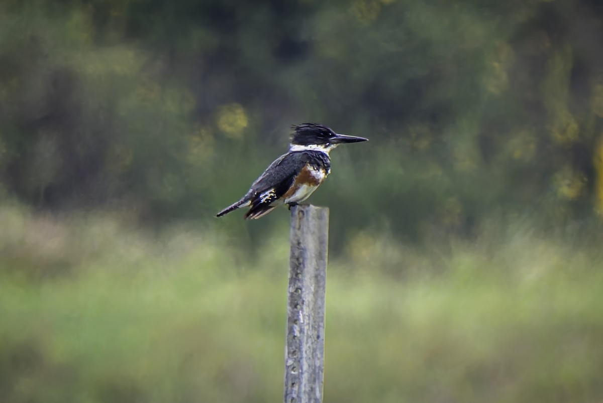 Belted Kingfisher - ML617585935