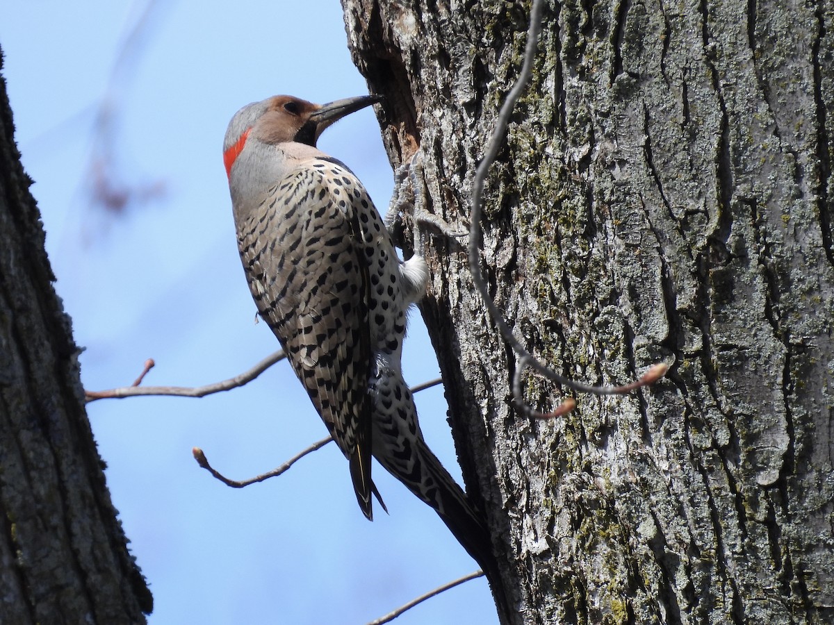 Northern Flicker (Yellow-shafted) - ML617585940