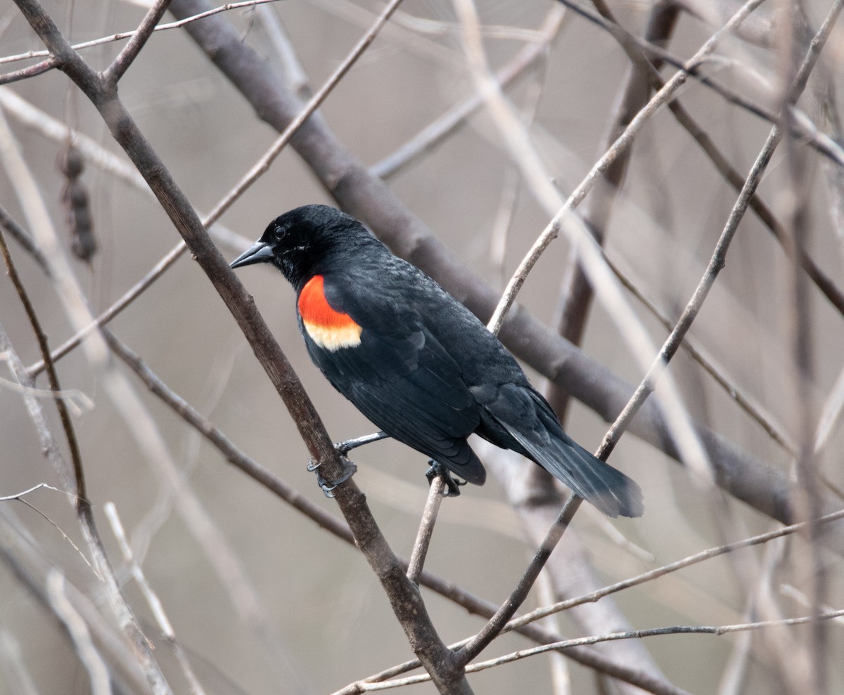 Red-winged Blackbird - Tu Wren