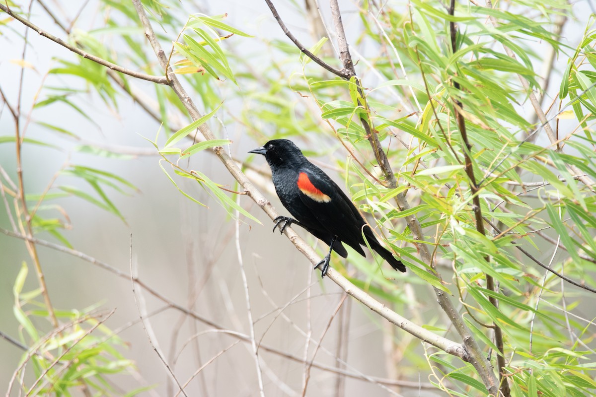 Red-winged Blackbird - ML617585969