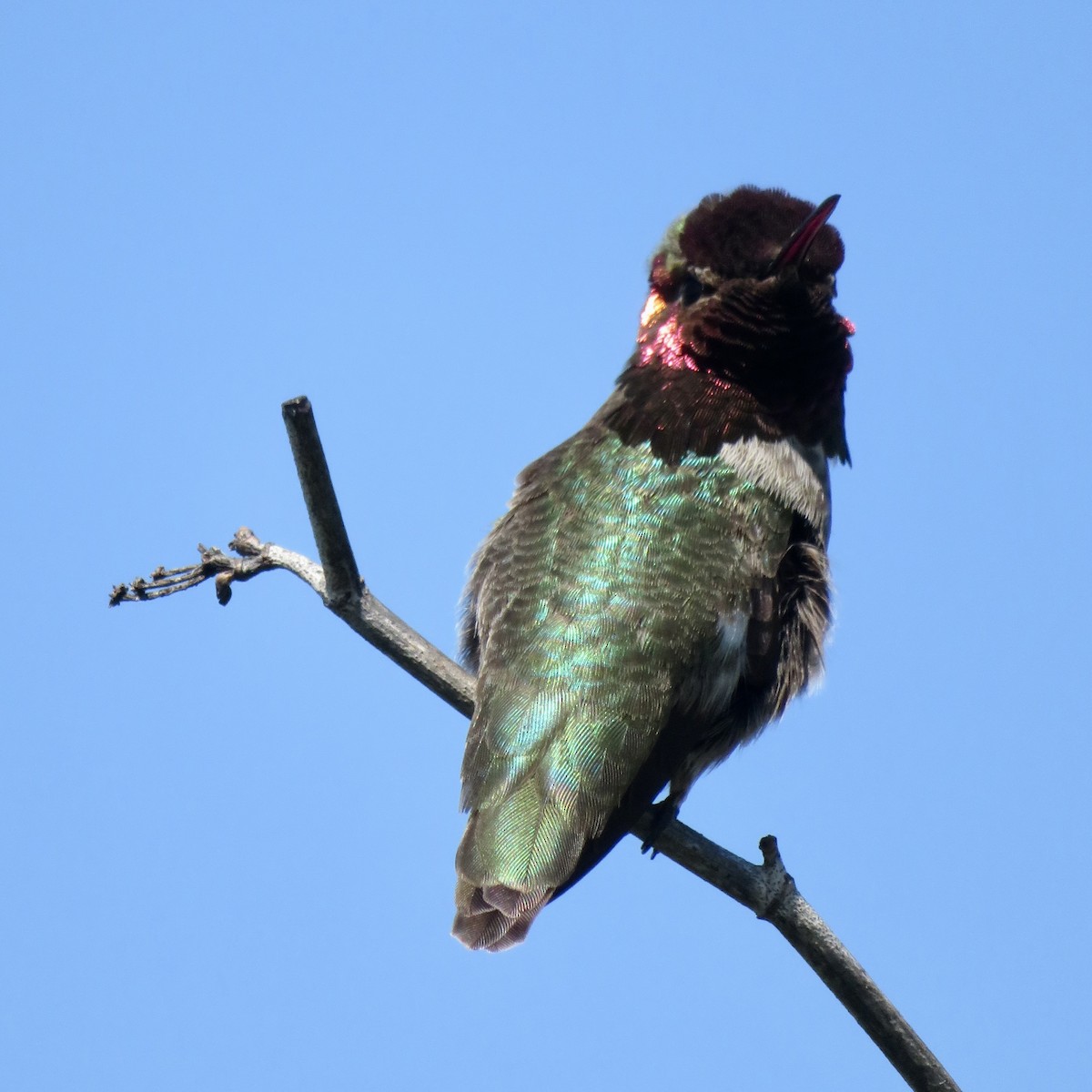 Anna's Hummingbird - ML617585973