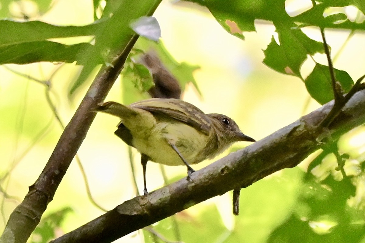 Yellow-crowned Tyrannulet - ML617585990
