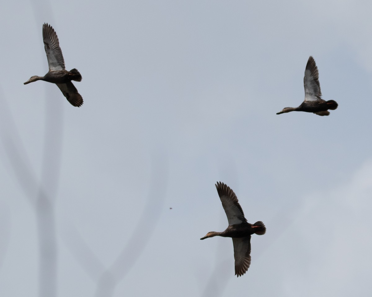 Blue-winged Teal - ML617586036