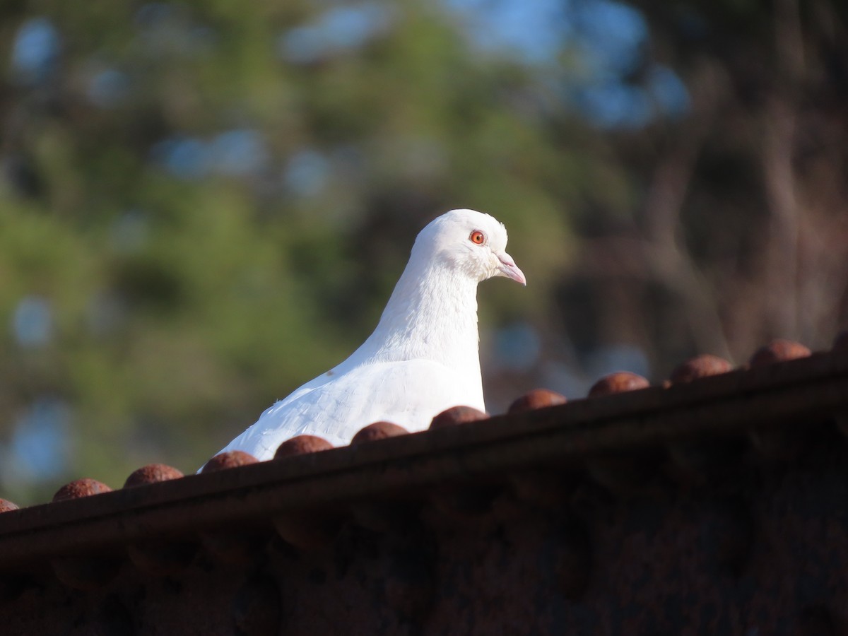 Rock Pigeon (Feral Pigeon) - ML617586044