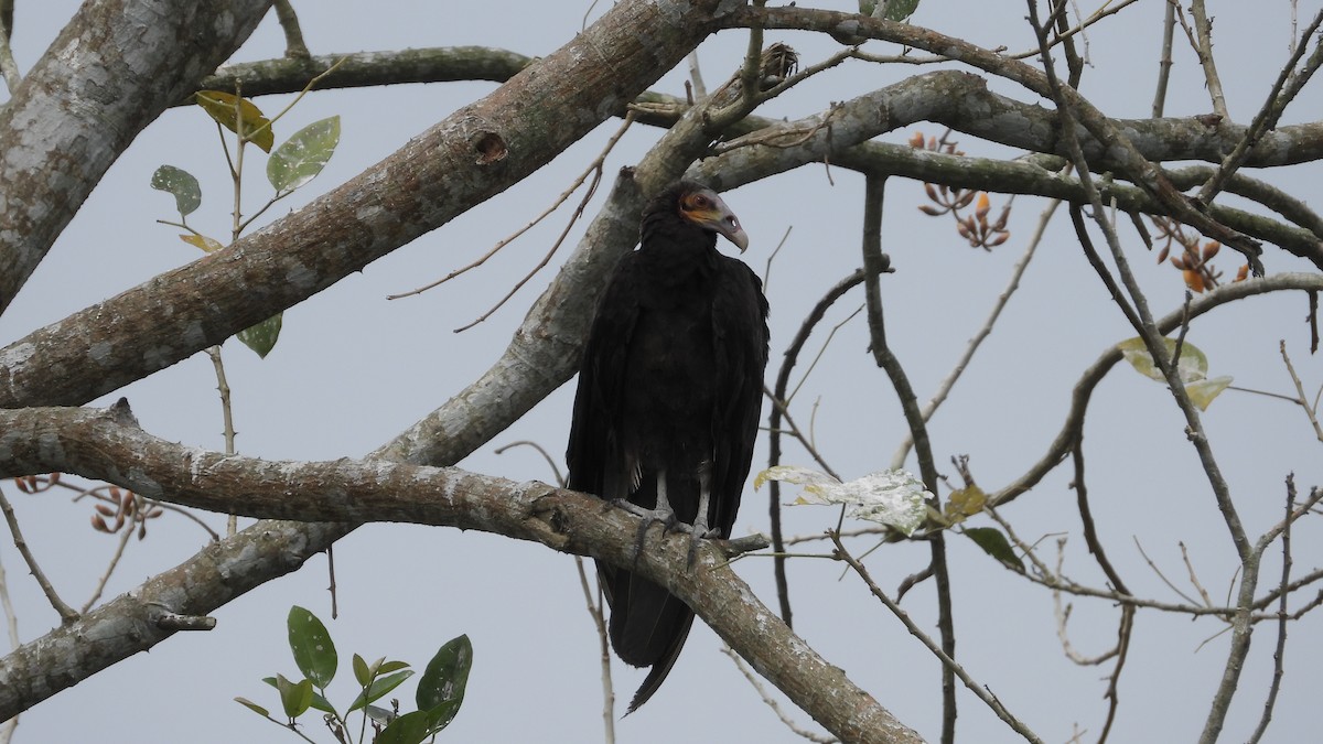 Lesser Yellow-headed Vulture - Chuck Schussman