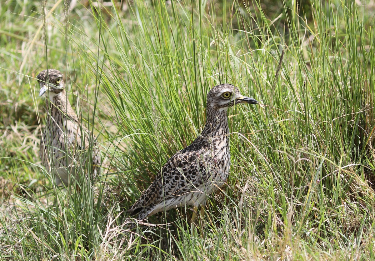 Spotted Thick-knee - ML617586083