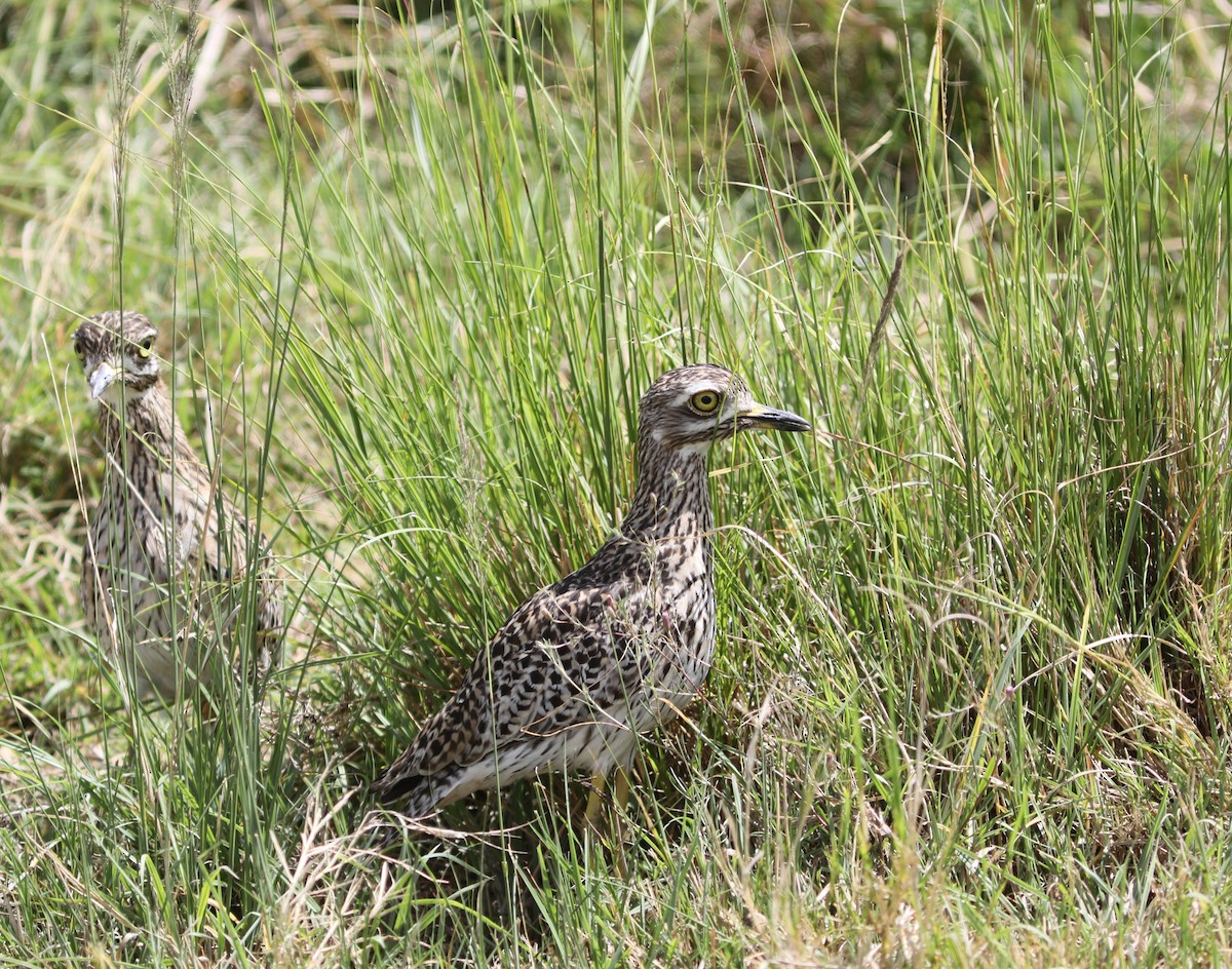 Spotted Thick-knee - ML617586084