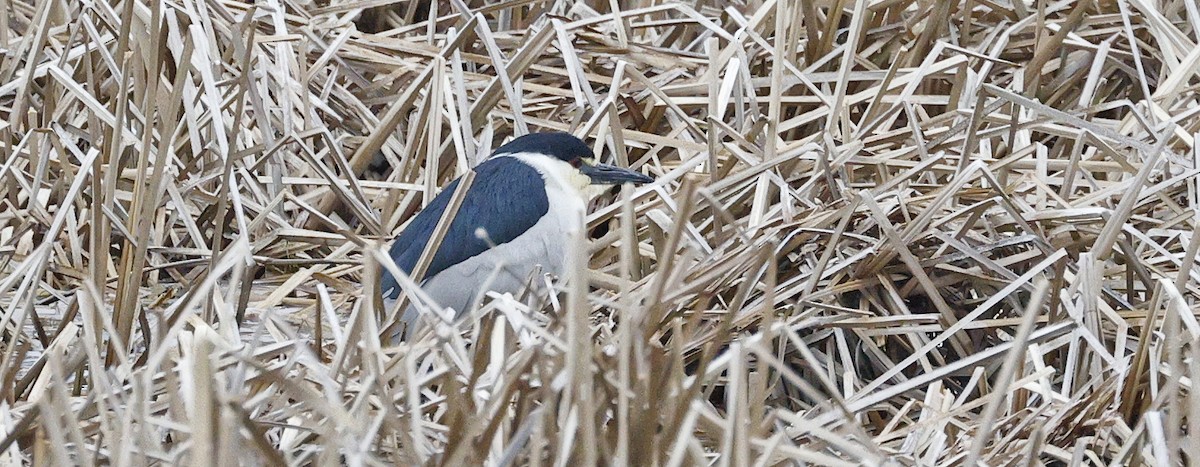 Black-crowned Night Heron - Deb Youngblut