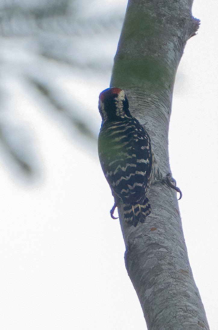 Philippine Pygmy Woodpecker - Kevin Pearce
