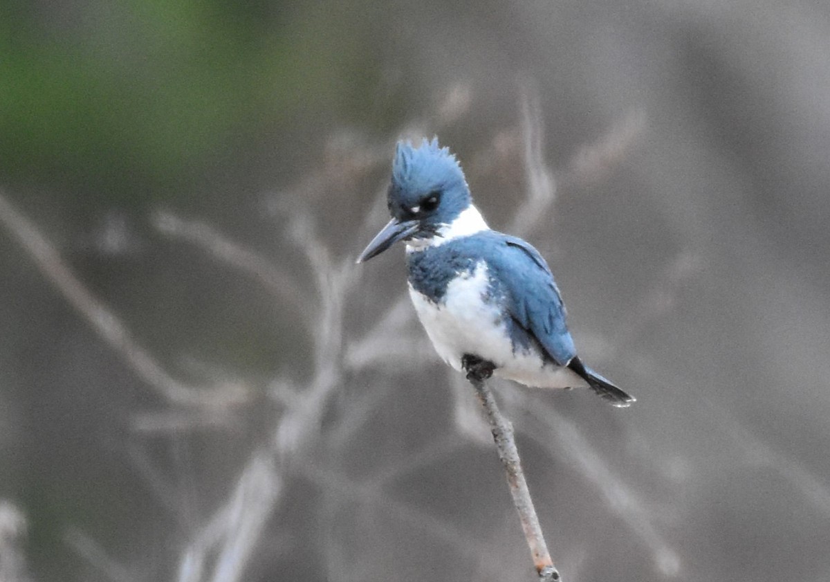 Belted Kingfisher - ML617586241