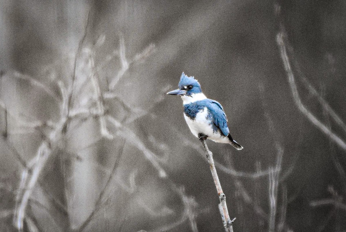 Belted Kingfisher - ML617586242