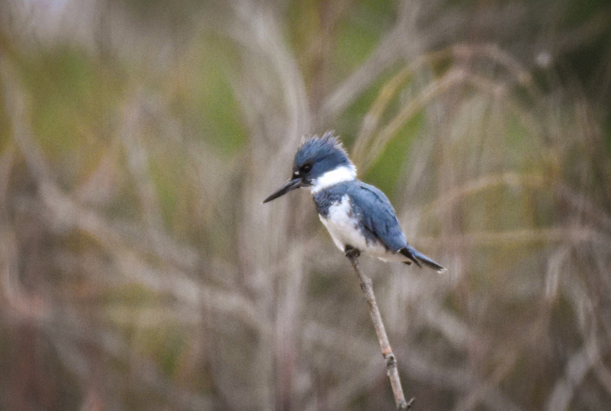Belted Kingfisher - ML617586244
