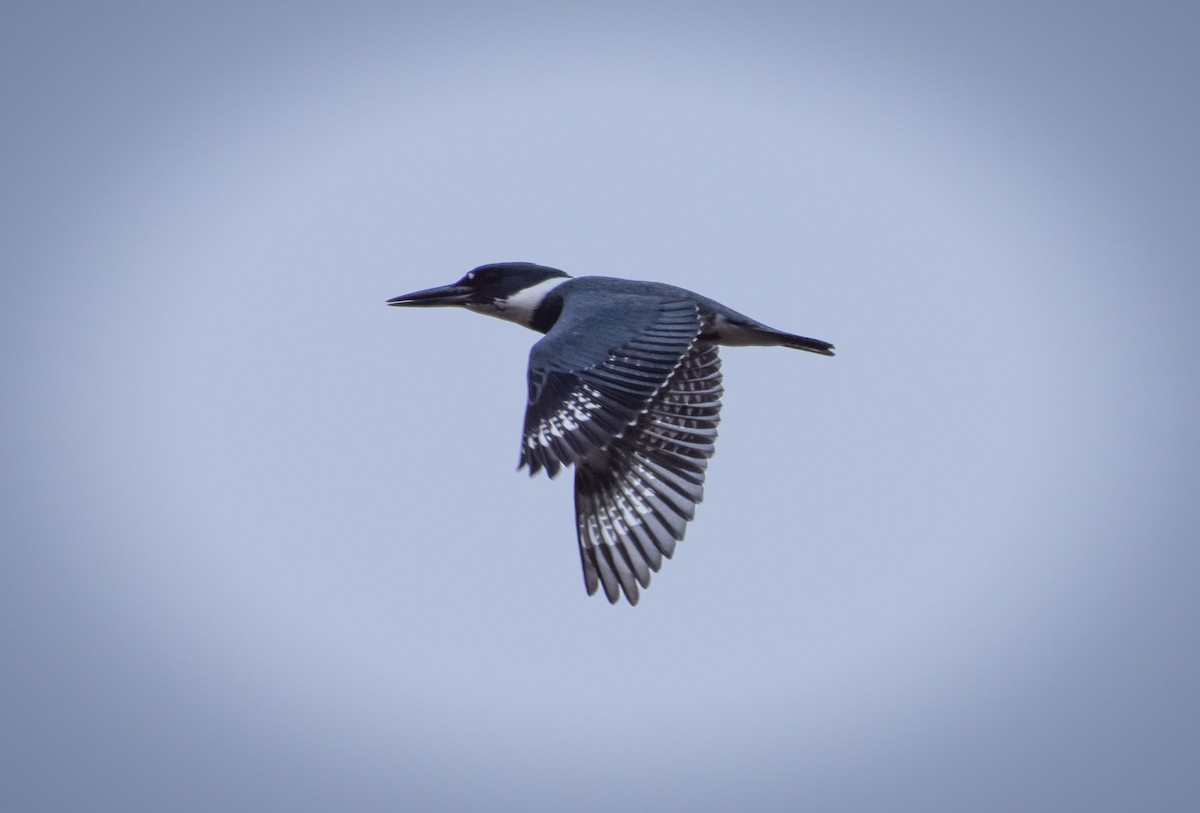 Belted Kingfisher - ML617586246