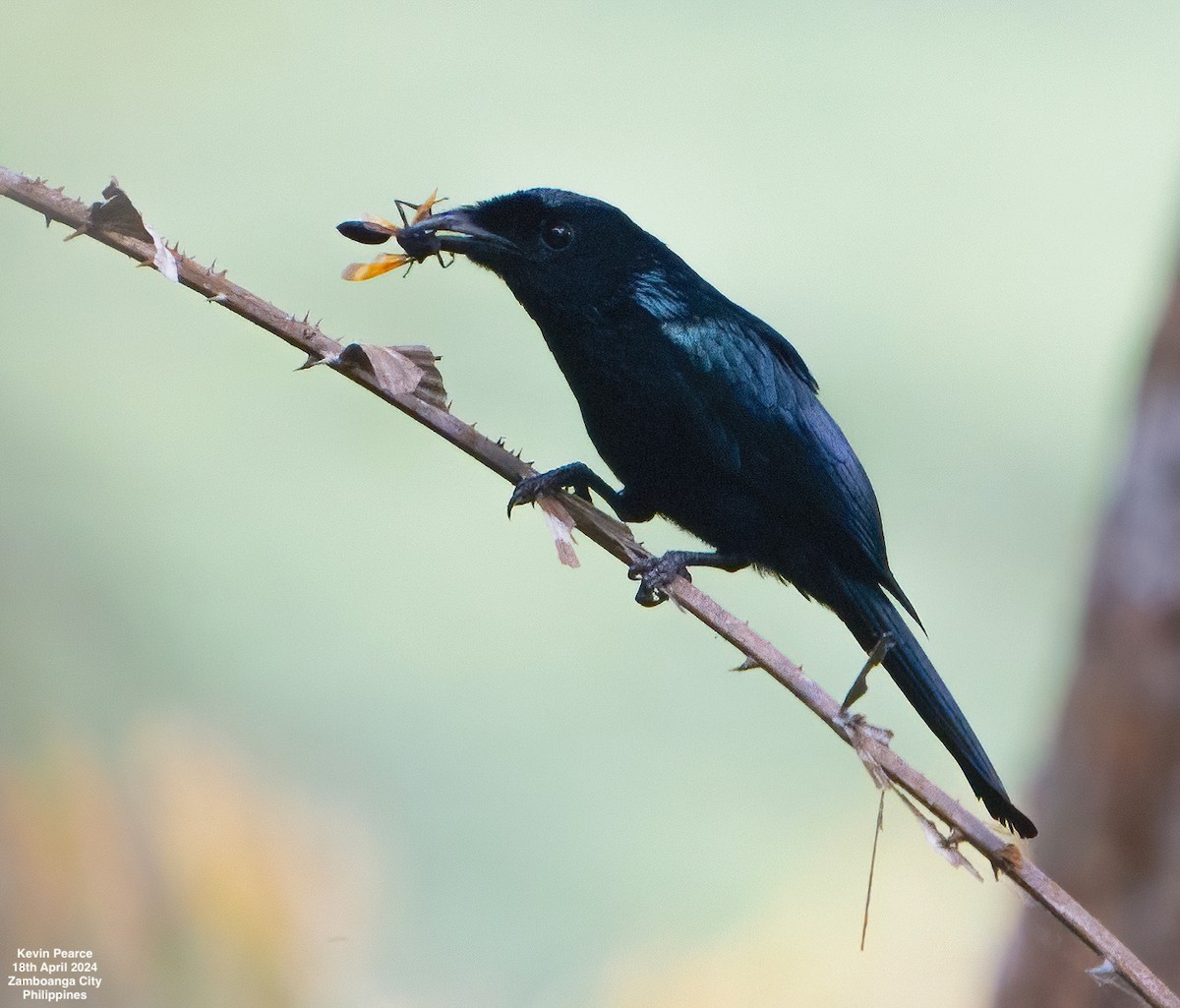Short-tailed Drongo - Kevin Pearce
