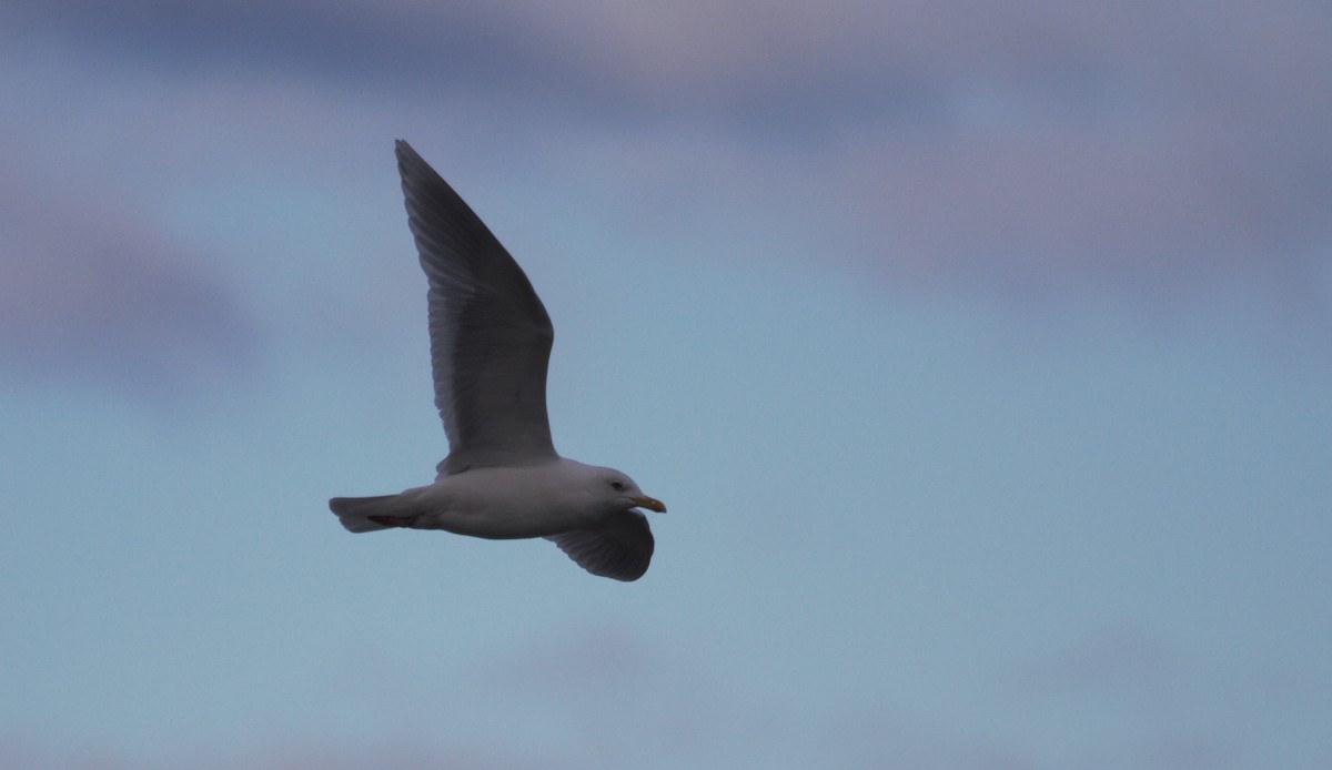 Iceland Gull (kumlieni/glaucoides) - Thomas Biteau
