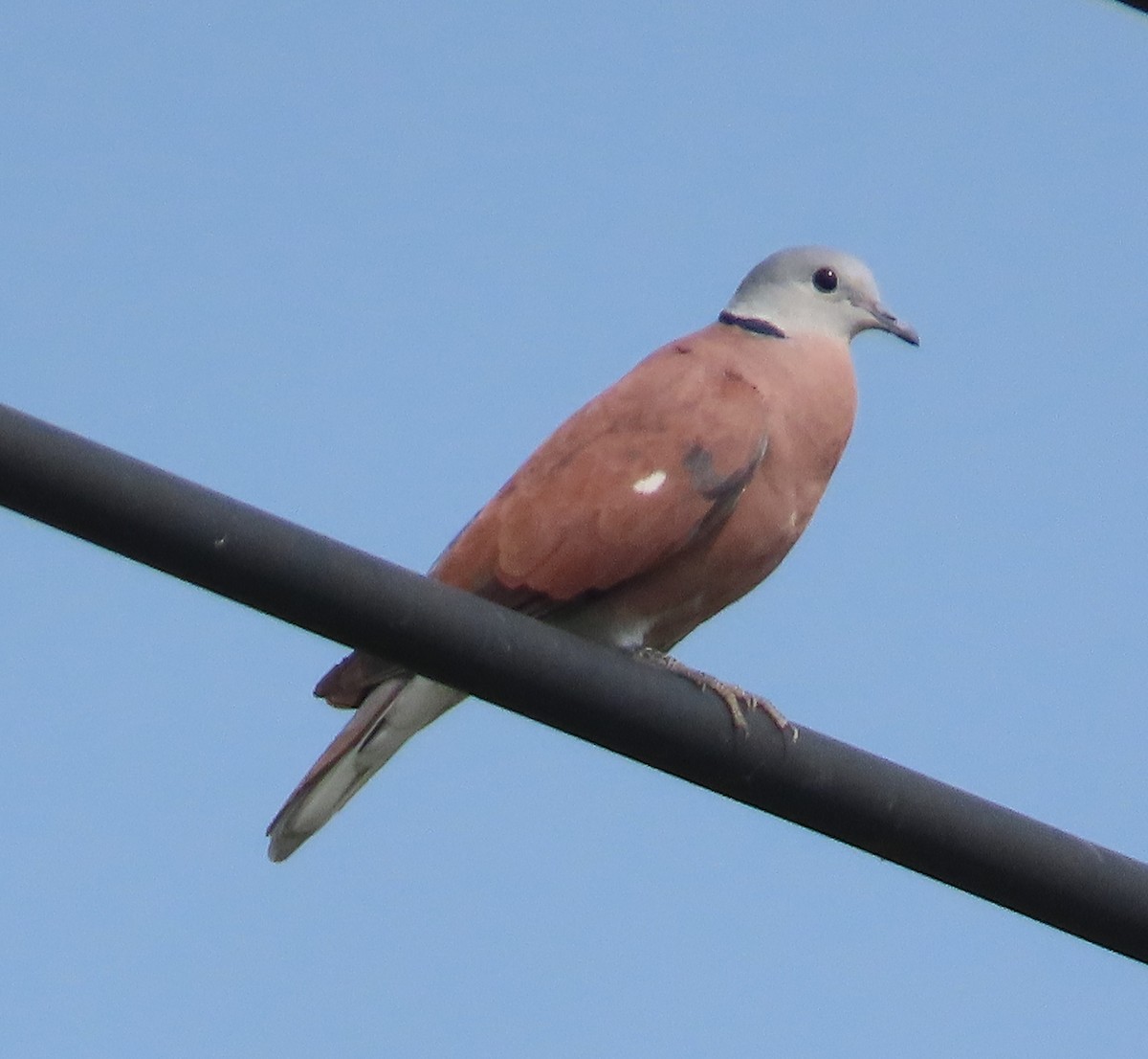 Red Collared-Dove - ML617586290