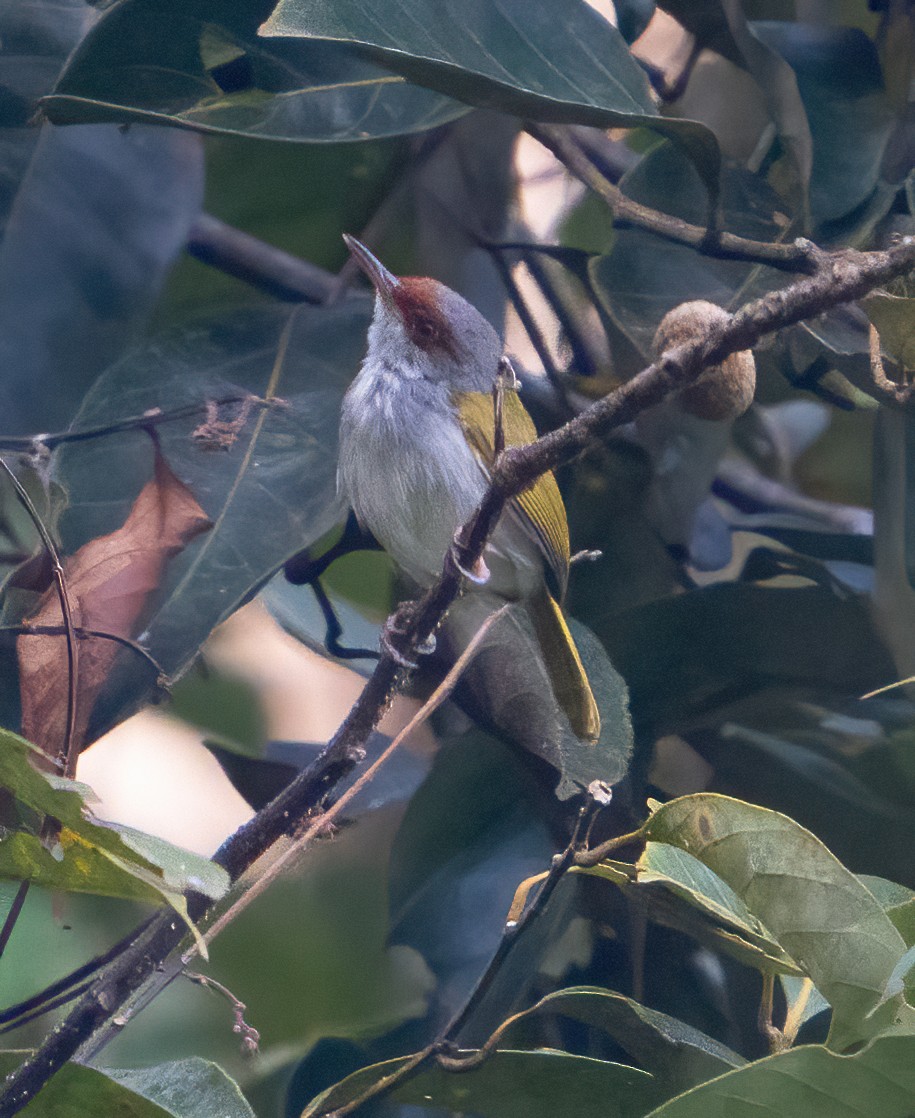 Rufous-fronted Tailorbird - Kevin Pearce